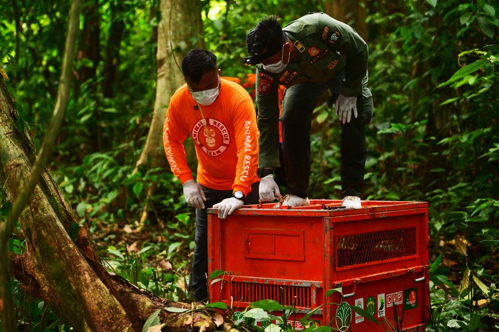 Sebelum Tiga Orang Utan Kalimantan Itu Dilepasliarkan, BKSDA Kaltim: Mereka Tidak Tahu Cara Memanjat atau Mencari Makan Sendiri