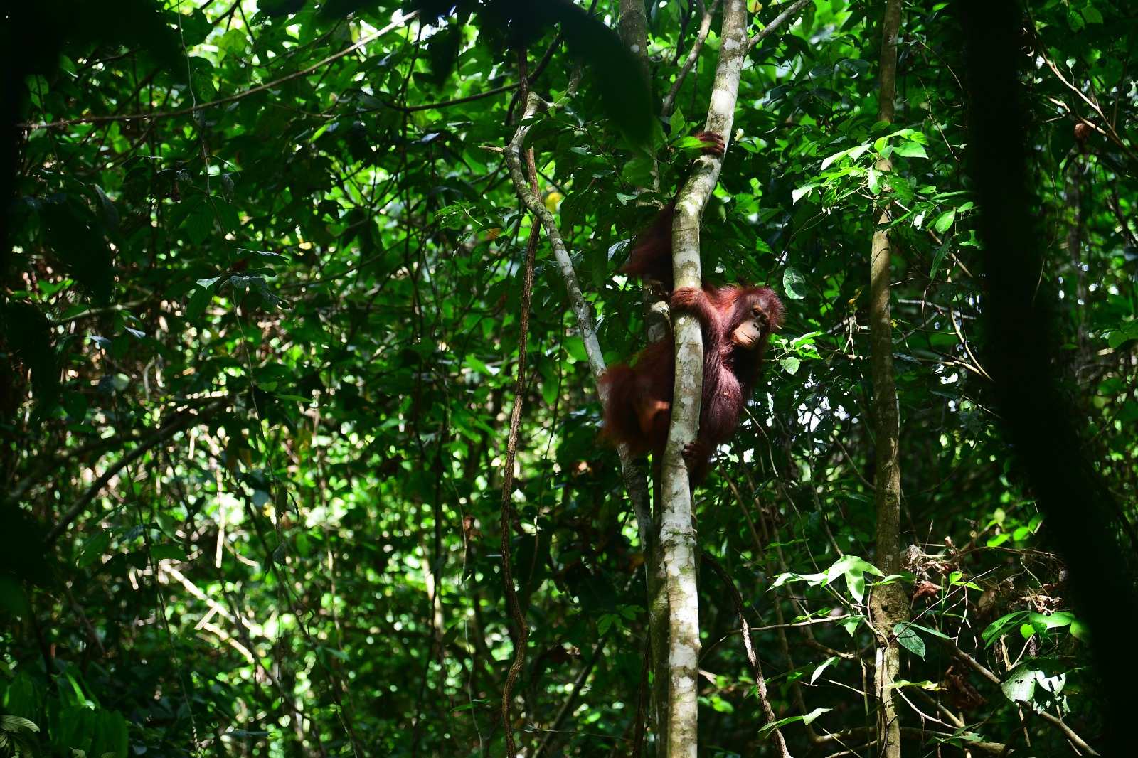 Polsek Bengalon Ingatkan Warga Tak Melukai Orangutan, Bakal Tindak Tegas Pelaku Perburuan
