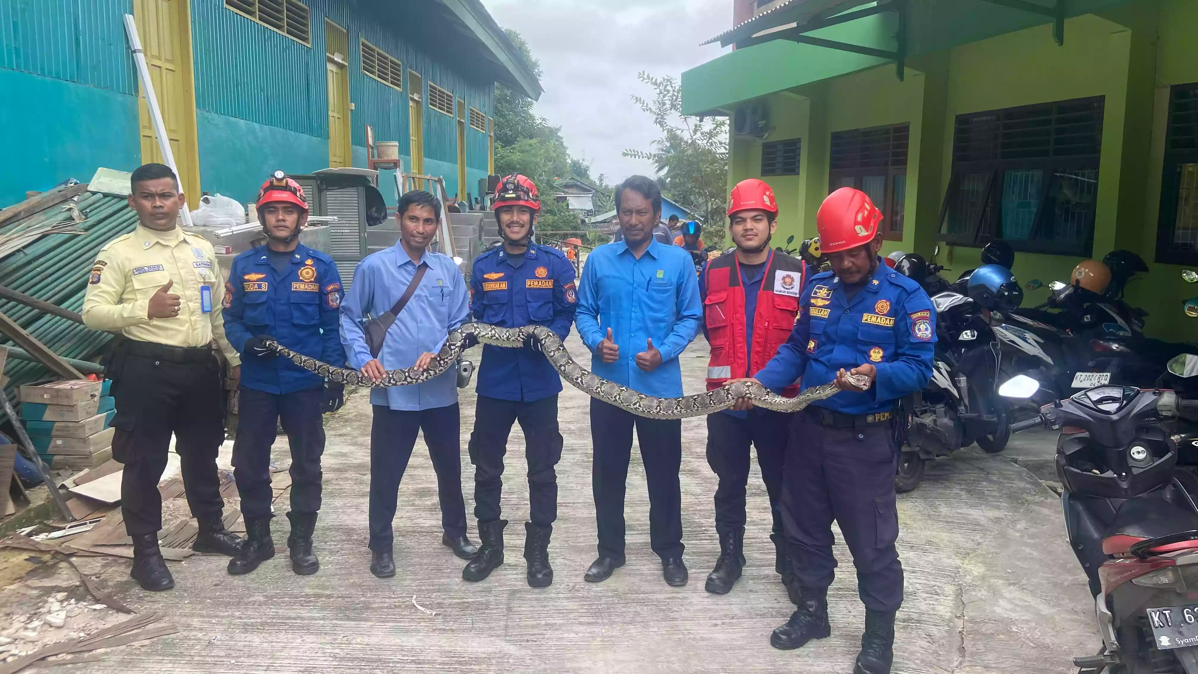 Ular Piton Sepanjang 2,5 Meter di SMP Yabis, Diamankan Disdamkartan Bontang