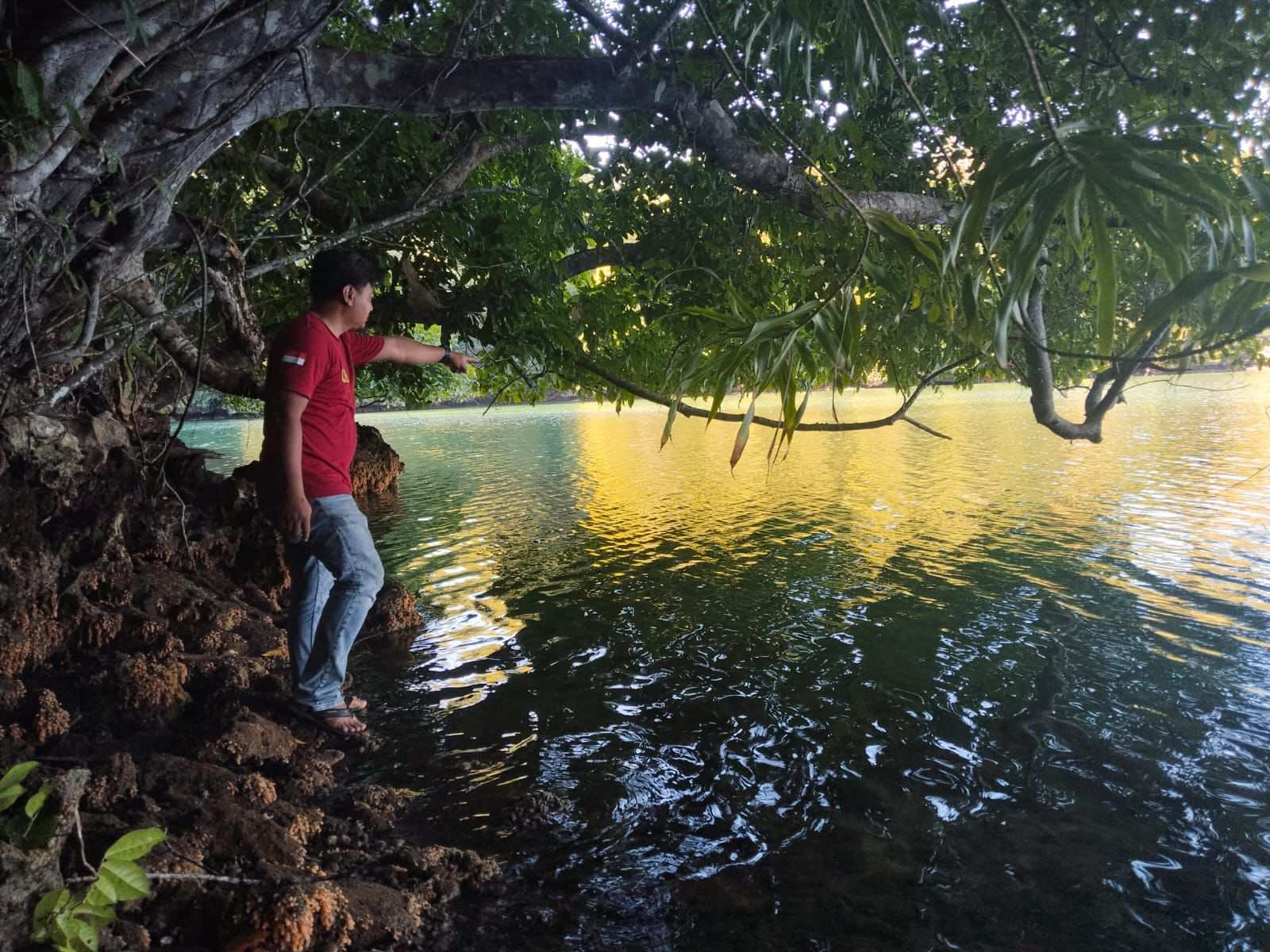 Serangan Buaya di Pulau Maratau Berau Pertama Kali Terjadi