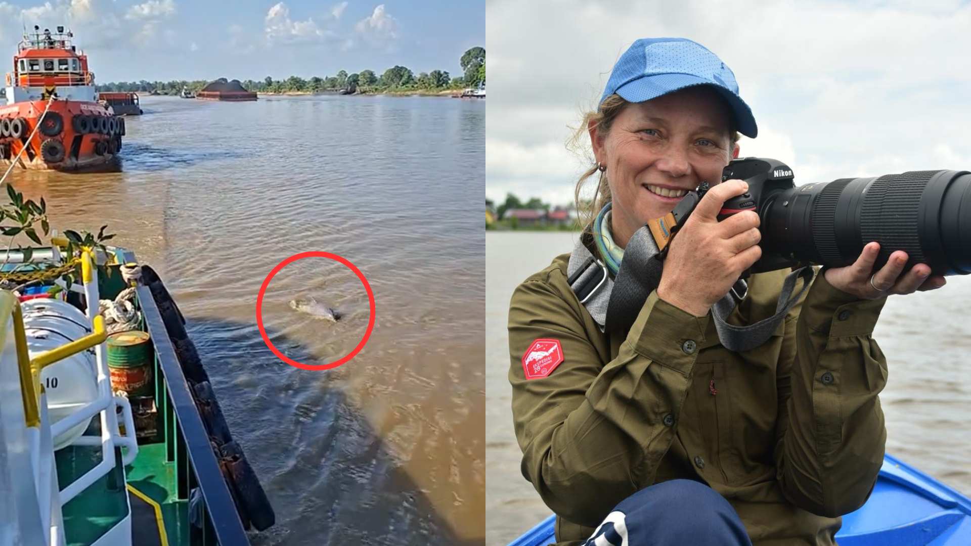 Bikin Heboh! Lumba-lumba Laut Muncul di Sungai Mahakam