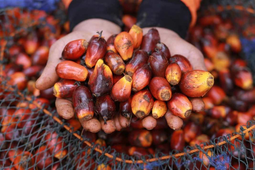 Kabar Baik! Harga TBS di Kaltim Naik