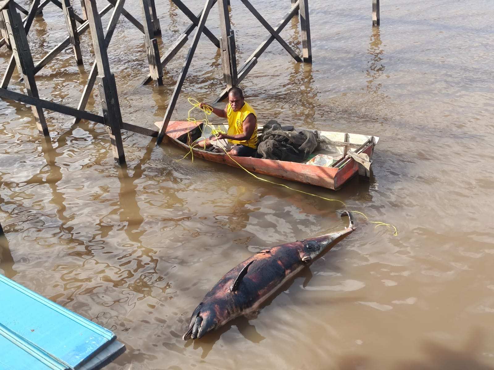 Sempat Viral, Lumba-Lumba Laut yang Sempat Masuk Sungai Mahakam Ditemukan Mati di Loa Kulu Kukar
