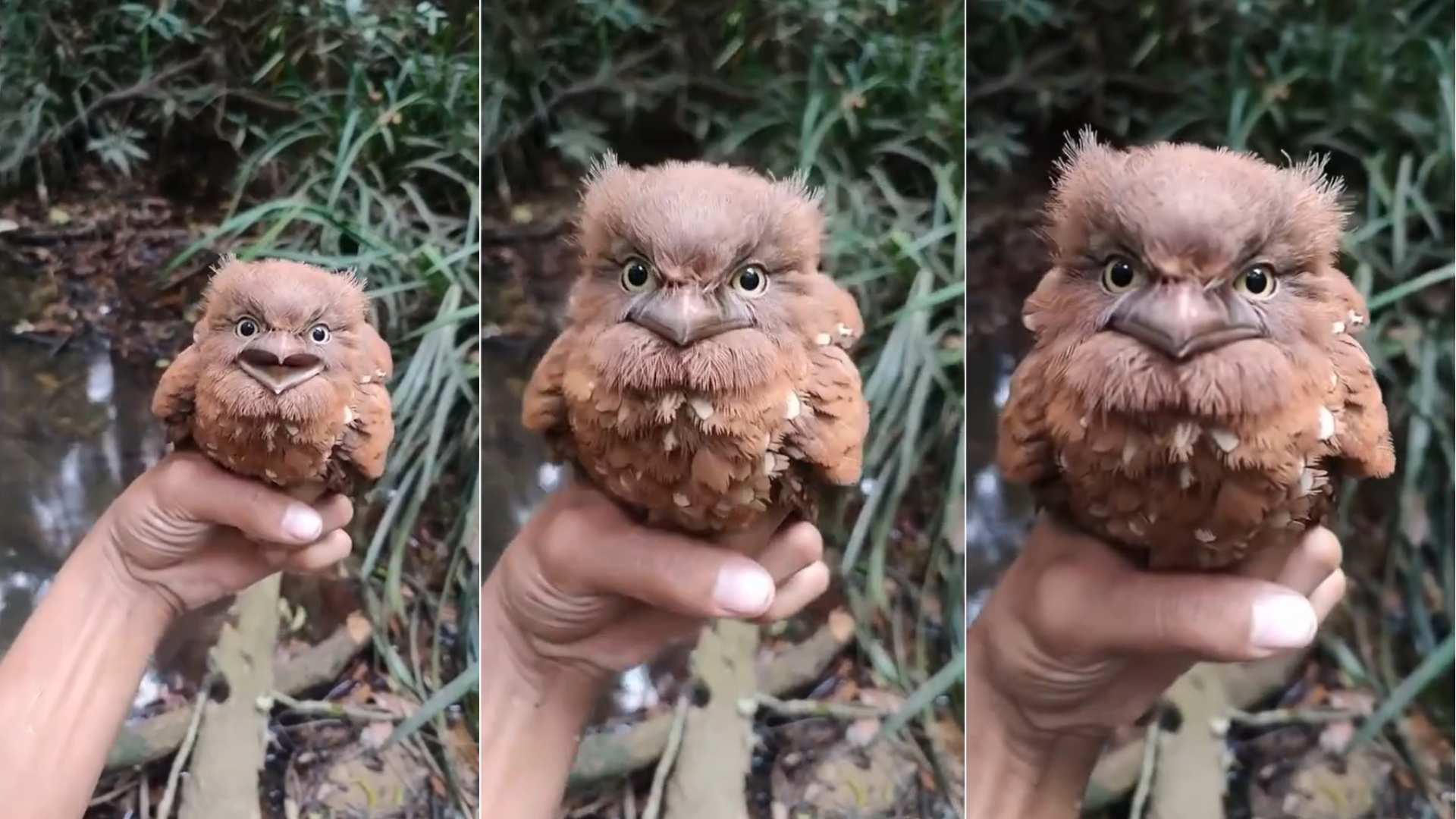 Bikin Gemas! Ekspresi Burung Katak Borneo Curi Perhatian Warganet