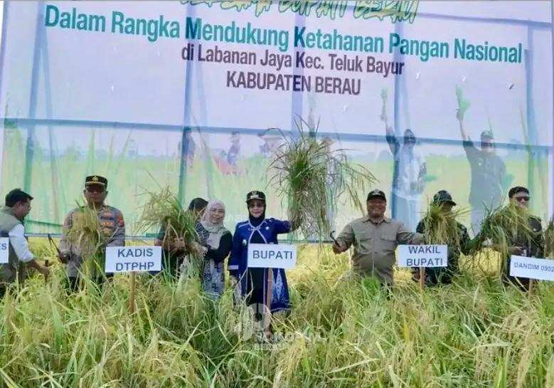 Panen Padi dari 75 Hektar, Bupati Berau: "Petani Pahlawan Pangan"