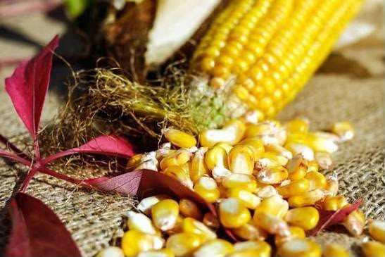 DTPHP Berau Salurkan 23,5 Ton Benih Jagung ke 11 Kecamatan