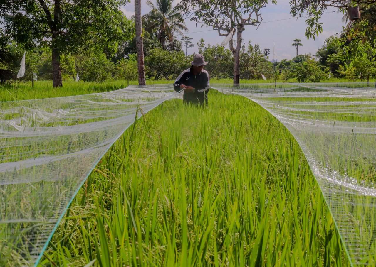 Jangan Sampai Gagal Panen, Petani Diminta Sesuaikan Waktu Tanam dengan Kondisi Cuaca