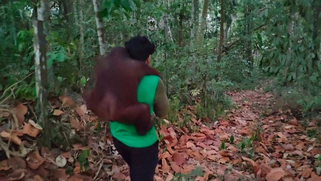 11 Orang Utan Dievakuasi, Imbas Karhutla di Sekitar KHDTK Samboja Kukar