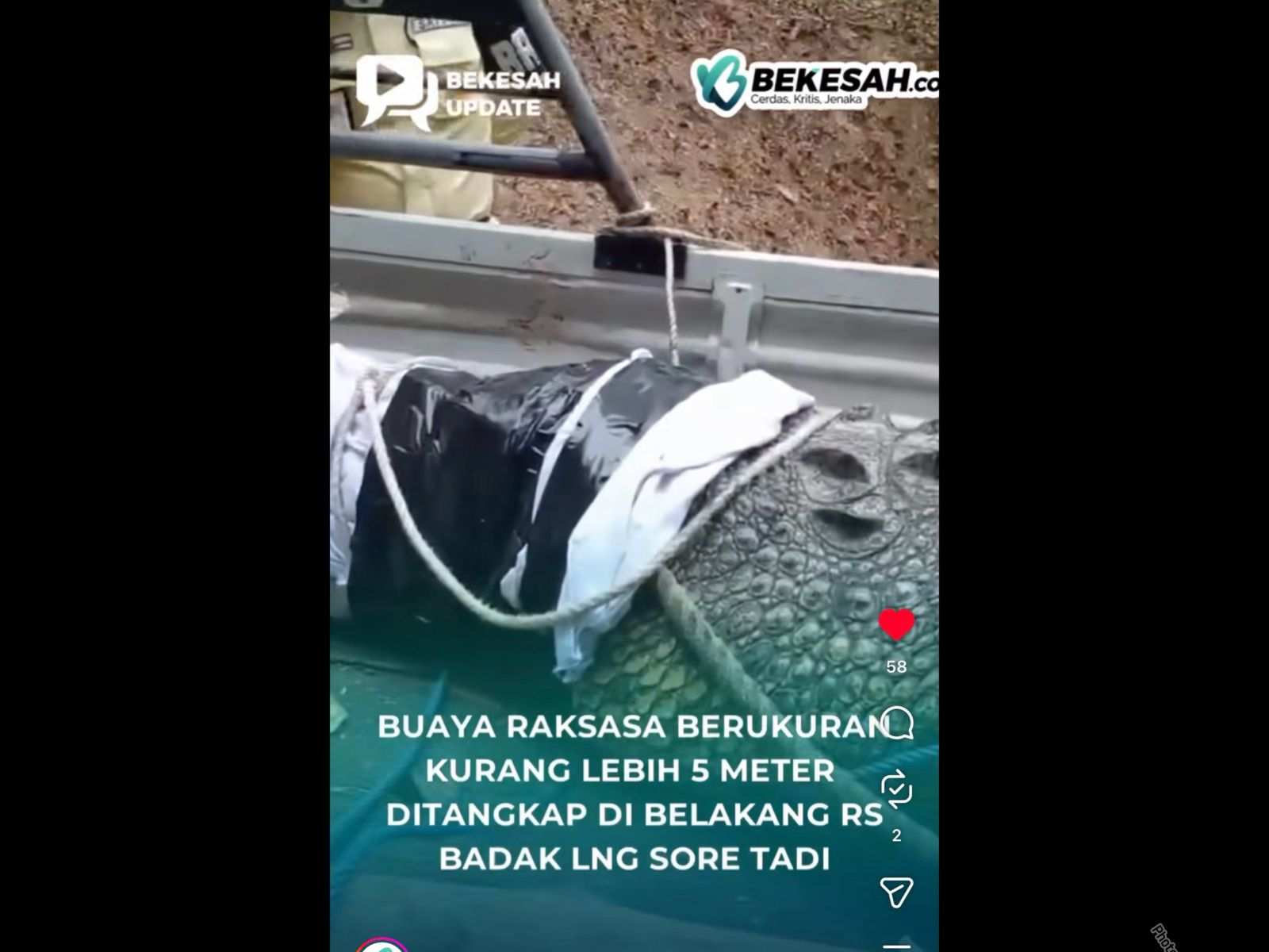 VIDEO: Detik-detik Buaya Raksasa Ditangkap di Bontang