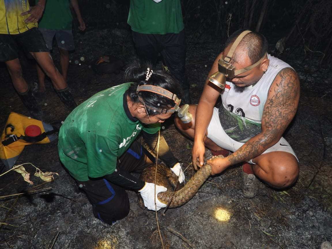 Trenggiling Terluka Parah, Ditemukan saat Karhutla di Kampung Merasa Berau