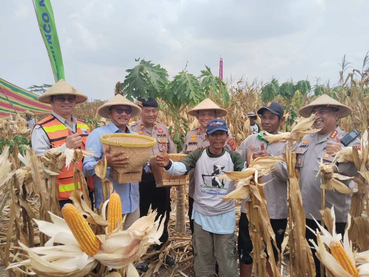 PT Indominci Mandiri Dorong Ketahanan Pangan Bontang, Panen Jagung Jadi Bukti Pendampingan Petani Berkelanjutan