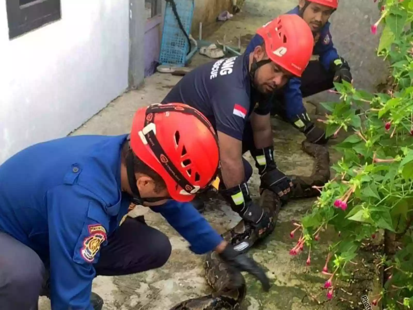 Disdamkartan Evakuasi Ular Piton di Guntung