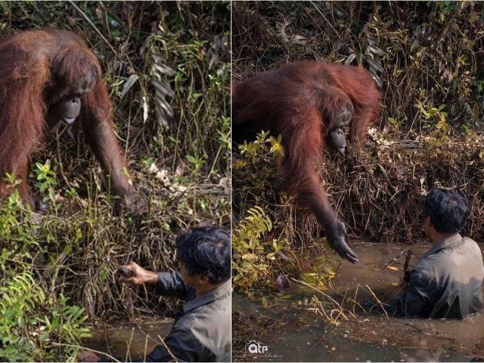 Viral! Potret Orangutan Kalimantan Ulurkan Tangan ke Petugas
