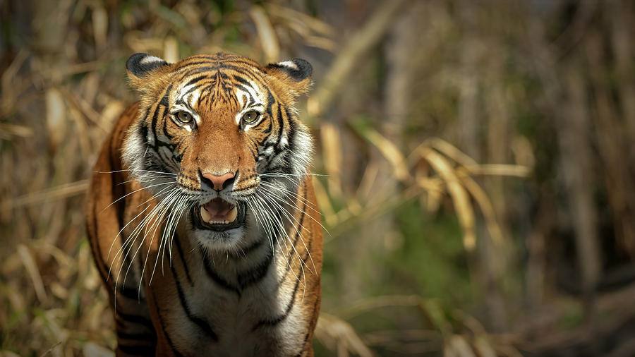 Seekor Harimau Melayu Positif Terpapar Corona