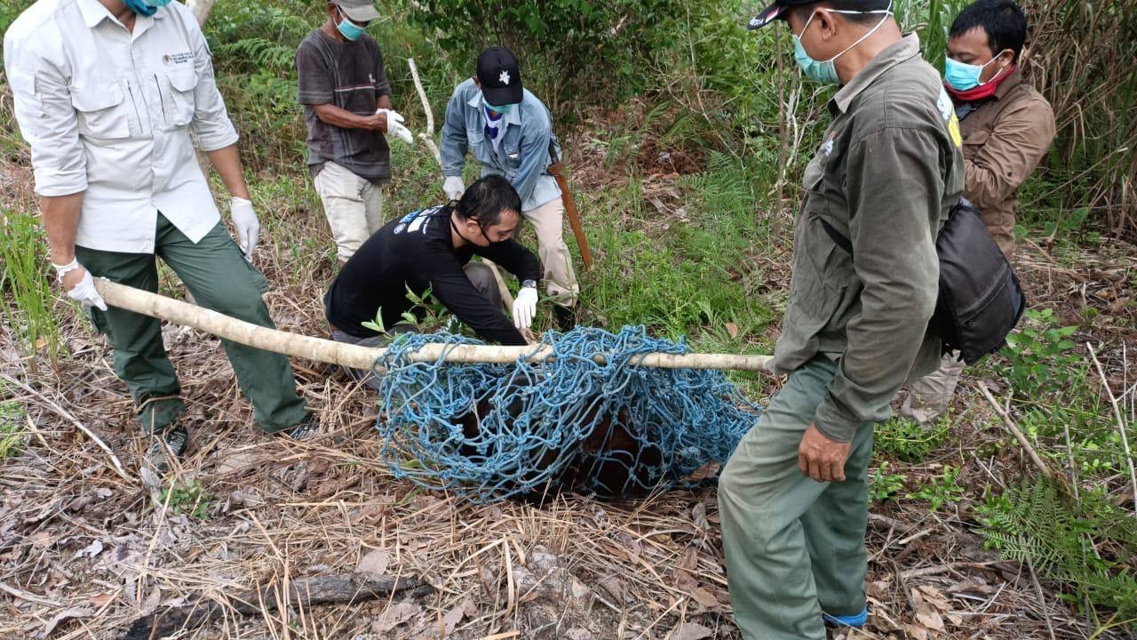 Sering Makan Hasil Kebun Warga Bontang, Orang Utan Dievakuasi
