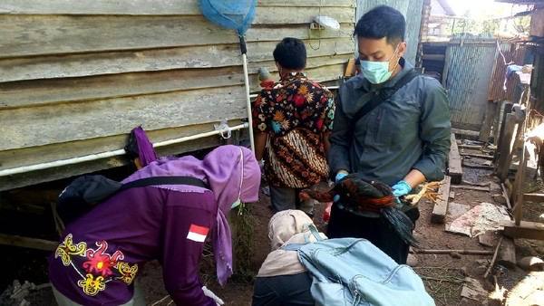 Pandemi Corona Belum Usai, Ratusan Kasus Flu Burung Ditemukan di Bontang