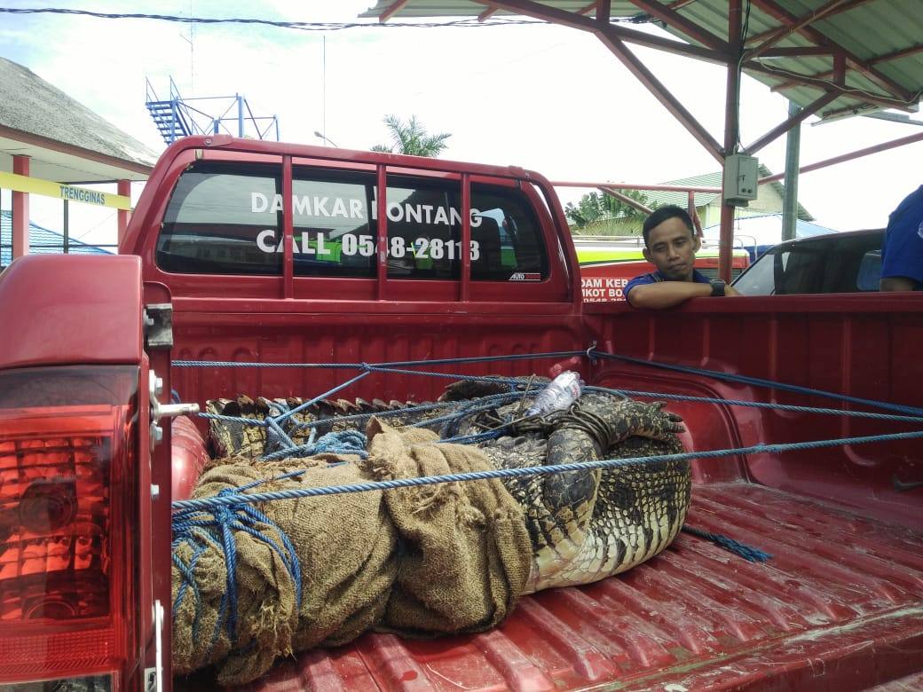 Buaya Muara 3 Meter Ditangkap di Pelabuhan PT. Badak