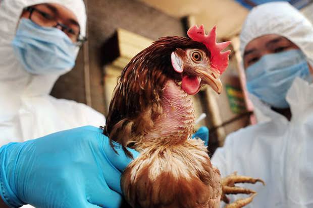 230 Ayam di Bontang Terinfeksi Flu Burung
