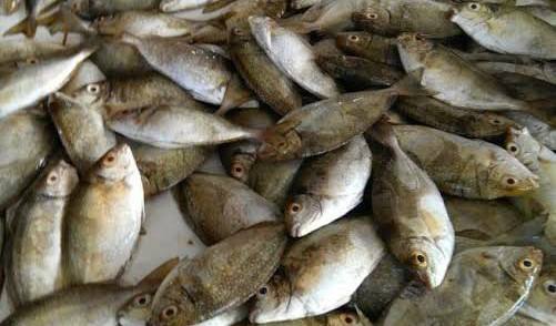 Waduh! Dibalik Kelezatannya, Ikan Bawis Mengandung Mikroplastik