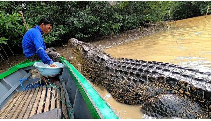 Masih Ingat Buaya Riska yang Bersahabat dengan Manusia ? Sudah Sebesar Ini