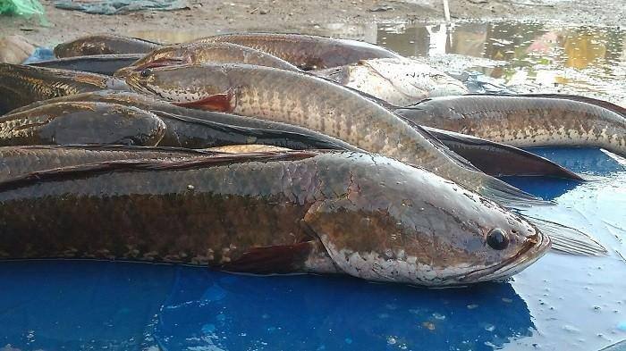 Rajin Konsumsi Ikan Gabus bagi Kesehatan Tubuh, Mempercepat Proses Penyembuhan Luka