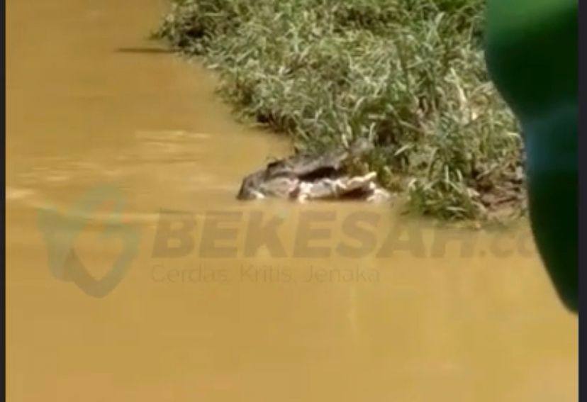 VIDEO: Detik-detik Kemunculan Buaya di Sungai Api-Api, Diduga Makan..