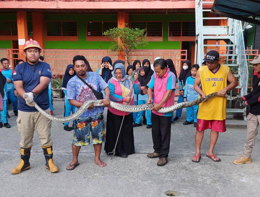 Heboh!! Ular Piton 4 Meter Masuk Gudang SDN 004 Loktuan, Ini Videonya