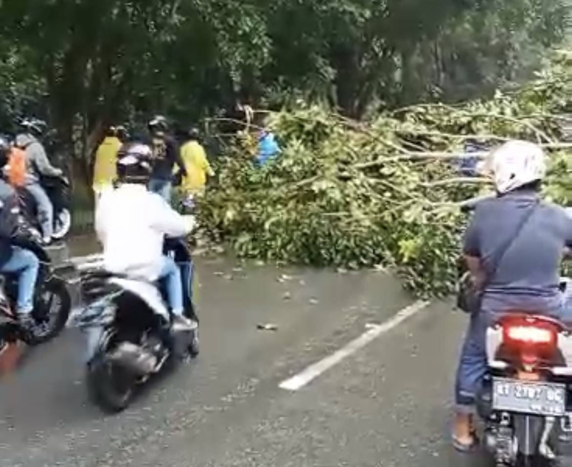 Pohon Tumbang di Dekat Bundaran Sintuk, Akses Kendaraan Lumpuh Total