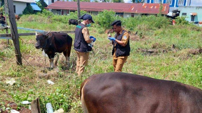 Hewan Kurban di Bontang untuk Idul Adha Berlimpah, Warga Diimbau Beli yang Besertifikat