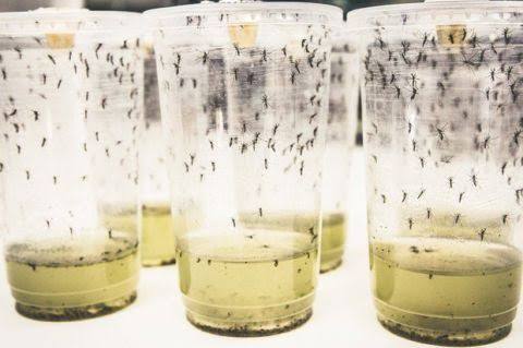 Ribuan Nyamuk Wolbachia bakal Dilepas Pemkot Bontang, Bakterinya Bisa Matikan Virus DBD