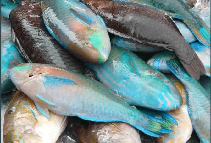 Ikan Kakatua Diimbau Tak Dimakan karena Berisiko, Apa Akibatnya?
