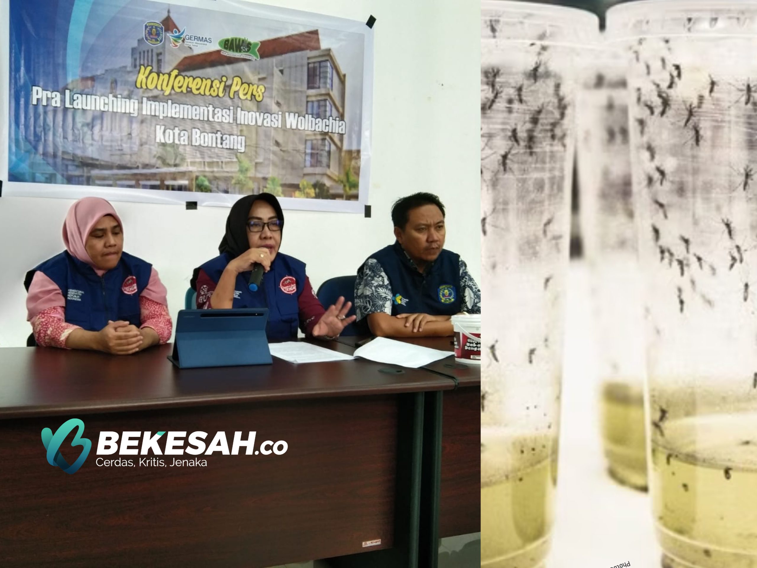 Berantas DBD di Bontang, Nyamuk Berwolbachia Dilepas di 4.911 Titik