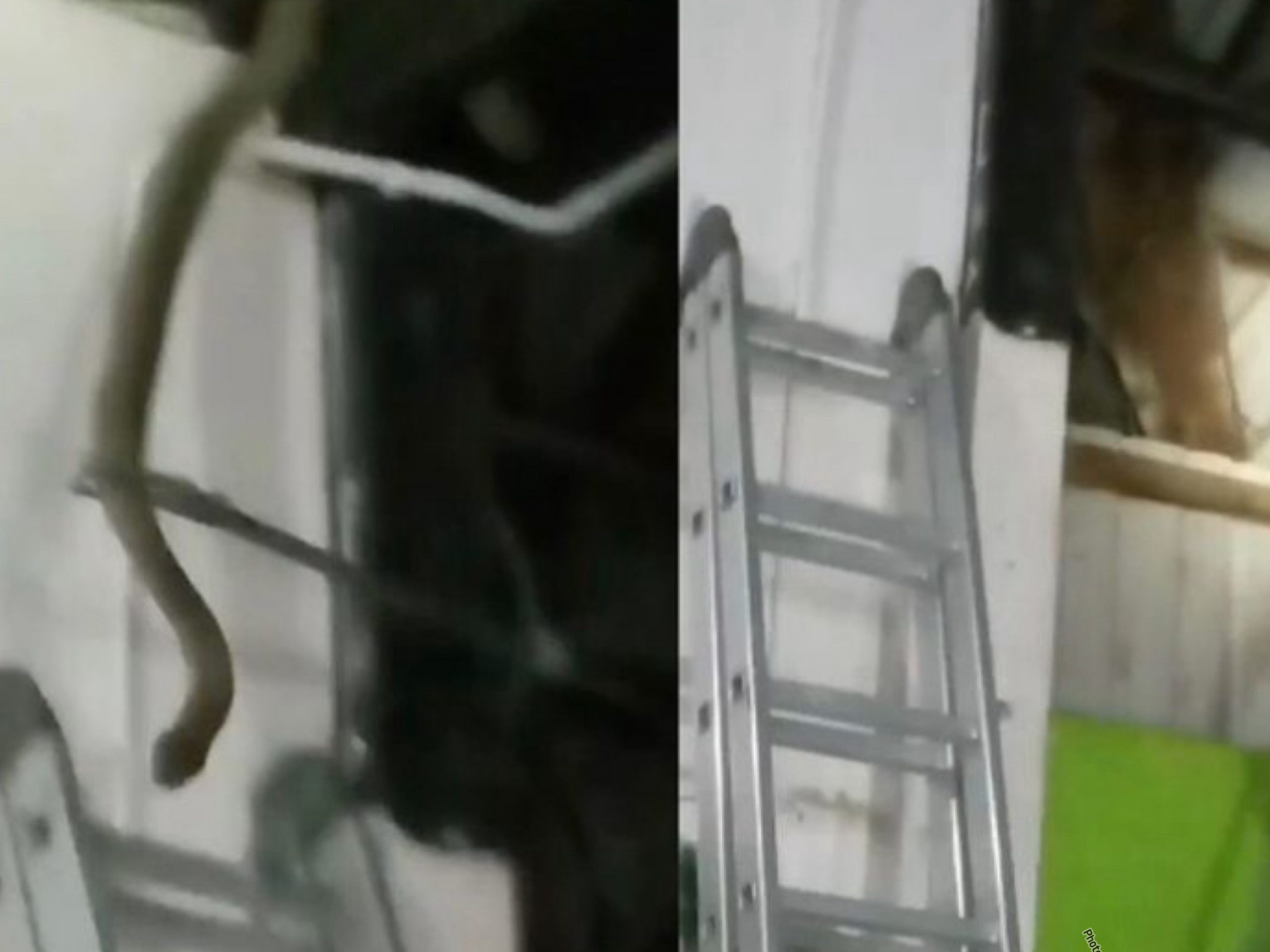 Viral! Ular Kobra Muncul dari Atap Rumah Warga BSD Bontang