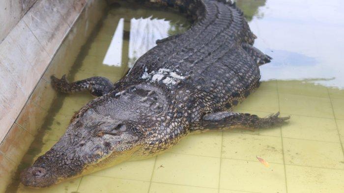 Ambo dan Keluarga Temani Istri Tito Karnavian ke Penangkaran Teritip, Buaya Riska Otw ke Sungai Guntung Lagi?
