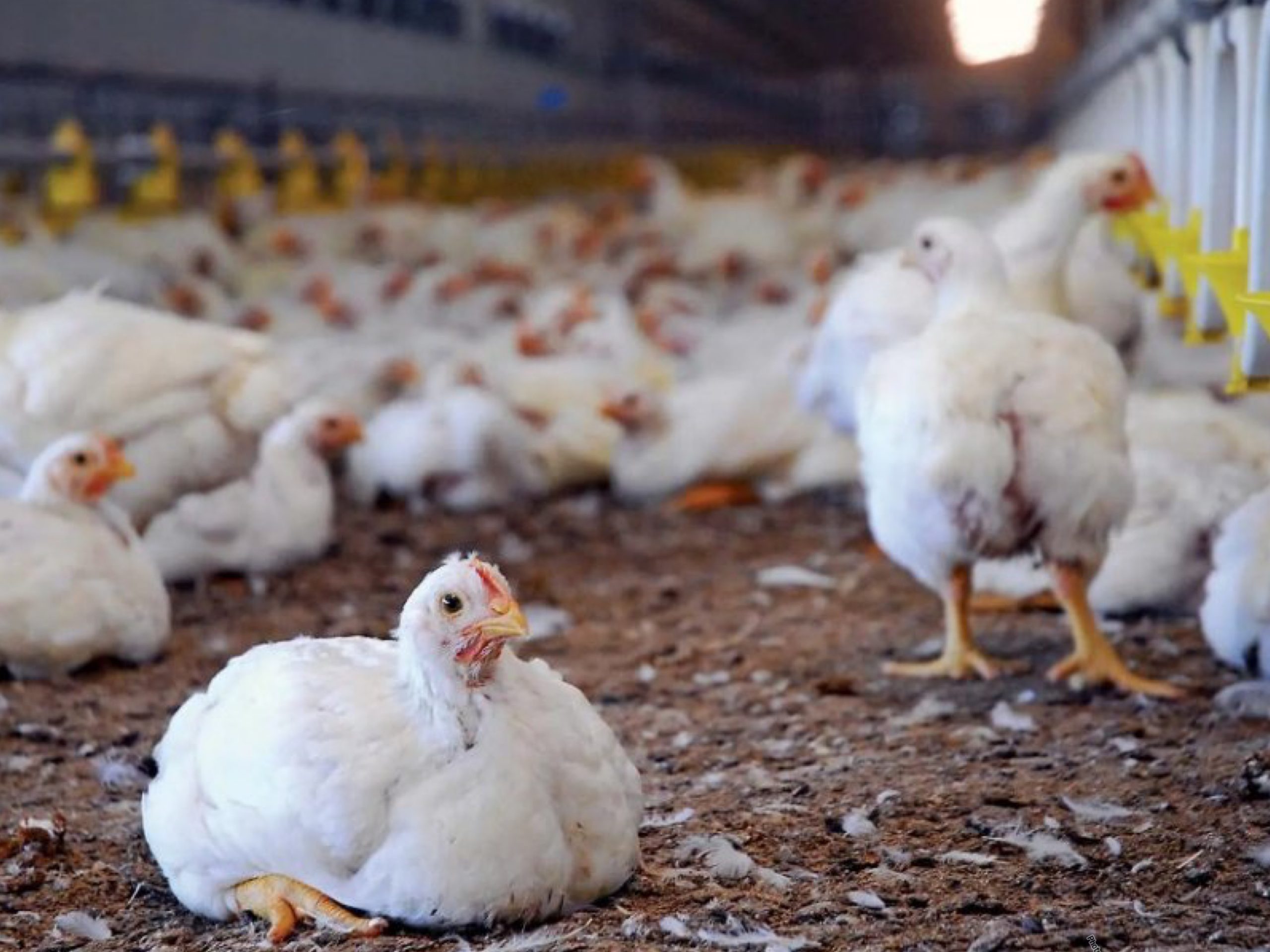 Polres Bontang Dalami Kasus Investasi Bodong Ternak Ayam, Banyak Pihak Terlibat