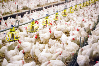 Syarat Mudah Investasi Ternak Ayam di Bontang, Korban Diiming-imingi Keuntungan Menggiurkan