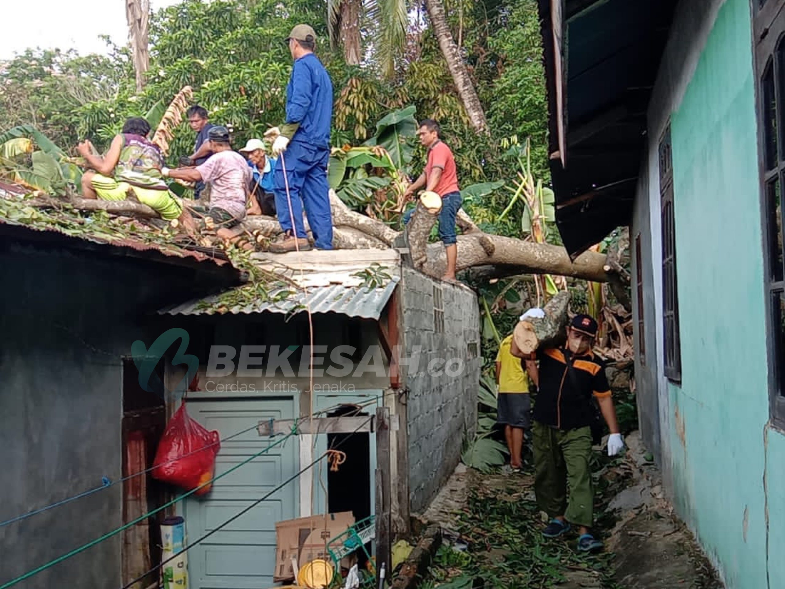 Gegara Hujan Deras Semalam, Rumah Warga di Loktuan Tertimpa Pohon Mangga